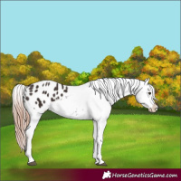 Horse Color:Liver Chestnut Tobiano Appaloosa 