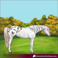 Horse Color:Liver Chestnut Tobiano Appaloosa 
