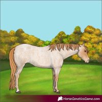 Horse Color:Red Roan Appaloosa 