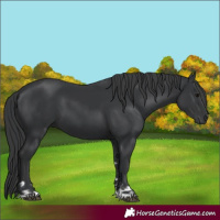 Horse Color:Black  and Black 