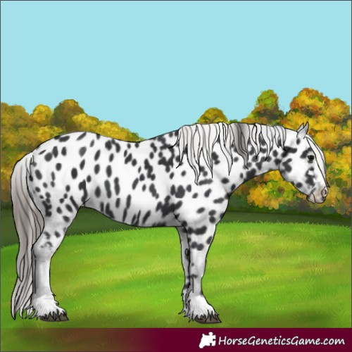 Horse Color:Black Near Leopard 