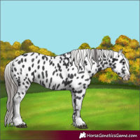 Horse Color:Black Appaloosa 