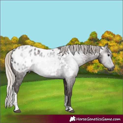 Horse Color:Gray Silver Smoky Black Tobiano Appaloosa 
