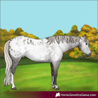 Horse Color:Gray Silver Smoky Black Tobiano Appaloosa 