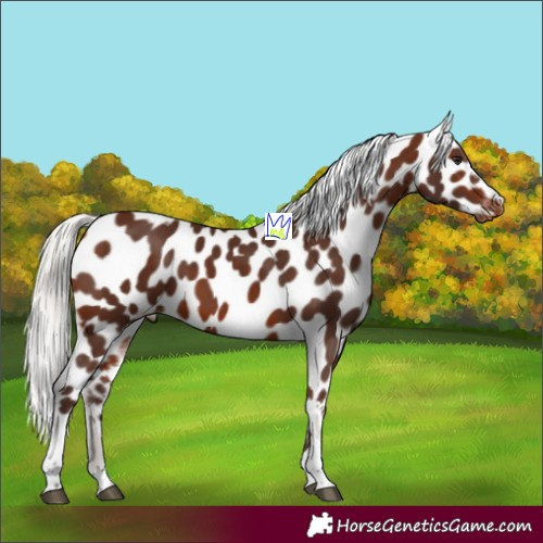 Horse Color:Silver Bay Tobiano Appaloosa 