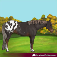 Horse Color:Liver Chestnut Tobiano Appaloosa