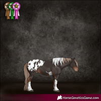 Horse Color:Liver Chestnut Tobiano Appaloosa 