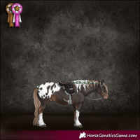 Horse Color:Liver Chestnut Tobiano Appaloosa