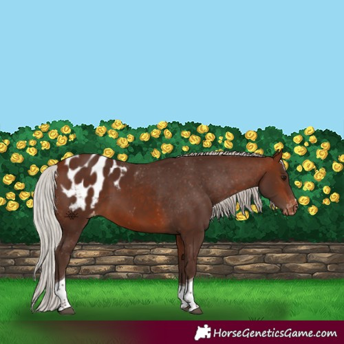Horse Color:Silver Bay Tobiano Appaloosa 