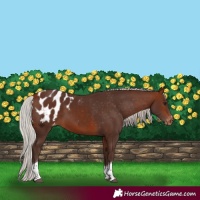 Horse Color:Silver Bay Tobiano Appaloosa 