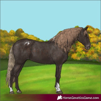 Horse Color:Liver Chestnut Tobiano Blanket 
