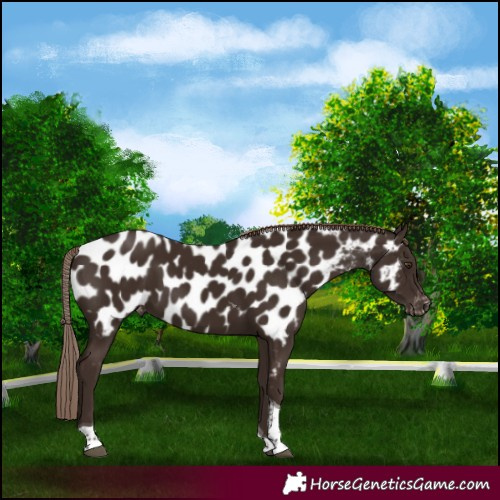 Horse Color:Liver Chestnut Tobiano Near Leopard
