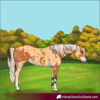 Horse Color:Bay  and Palomino 
