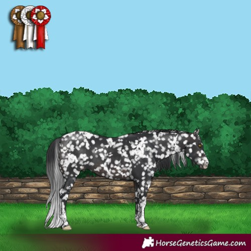 Horse Color:Platinum White Spotted Brown Snowflake Varnish