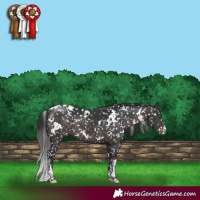 Horse Color:Platinum White Spotted Brown Appaloosa