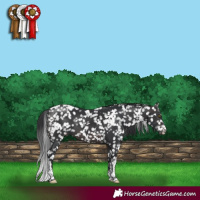 Horse Color:Platinum White Spotted Brown Appaloosa 