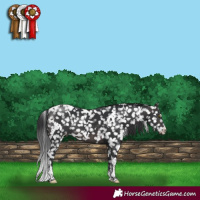 Horse Color:Platinum White Spotted Brown Snowflake Varnish
