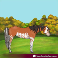 Horse Color:Bay  and Bay Splash 