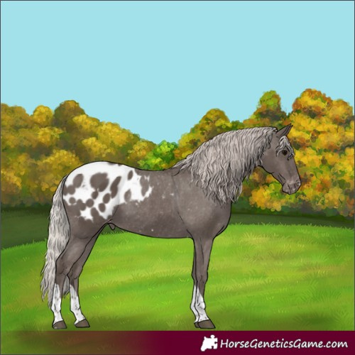 Horse Color:Silver Black Tobiano Blanket
