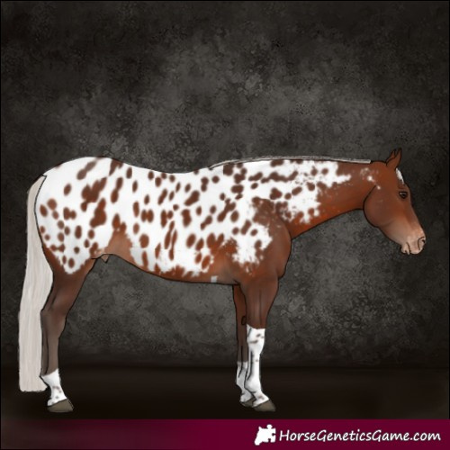 Horse Color:Silver Brown Tobiano Appaloosa 
