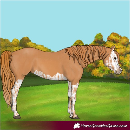 Horse Color:Chestnut and Chestnut Splash