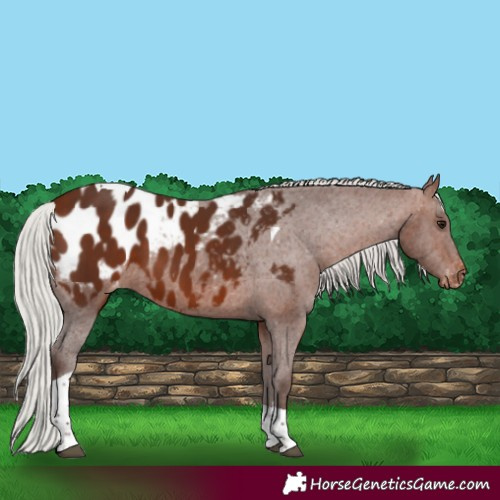 Horse Color:Silver Bay Tobiano Appaloosa 