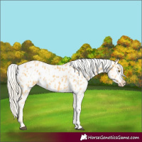 Horse Color:Palomino Near Leopard  and Palomino Near Leopard 