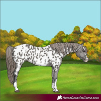Horse Color:Grullo Near Leopard 