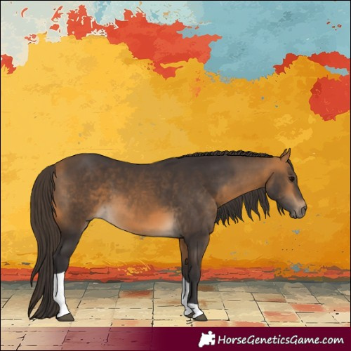 Horse Color:Buckskin Tobiano