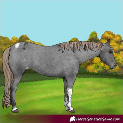 Horse Color:Liver Chestnut Tobiano Varnish 