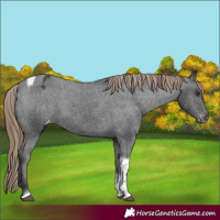 Horse Color:Liver Chestnut Tobiano Varnish