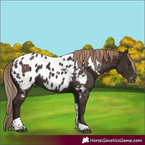 Horse Color:Liver Chestnut Tobiano Appaloosa 