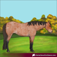 Horse Color:Bay Roan 