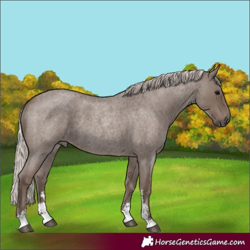 Horse Color:Silver Blue Roan Sabino