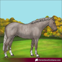 Horse Color:Silver Blue Roan Sabino 