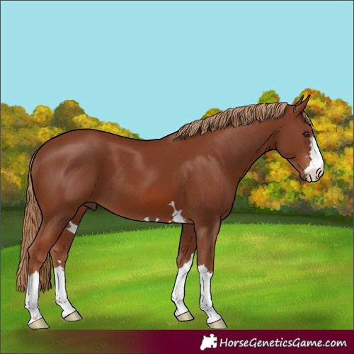 Horse Color:Unknown 