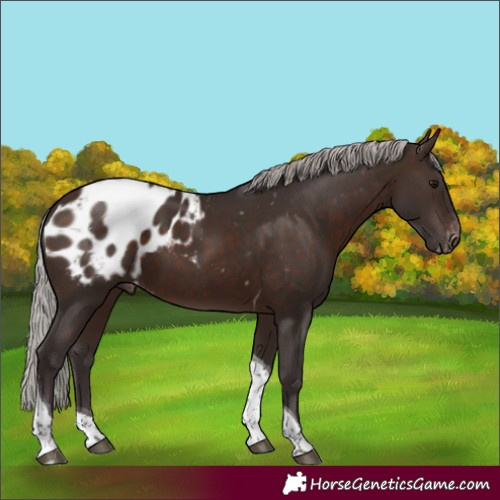 Horse Color:Silver Brown Tobiano Blanket 