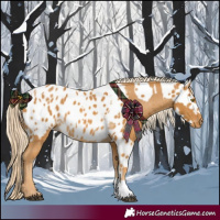 Horse Color:Palomino Near Leopard  and Palomino Blanket 
