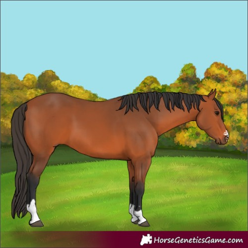 Horse Color:Bay 
