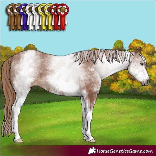 Horse Color:Gray White Spotted Chestnut Appaloosa 