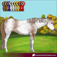 Horse Color:Gray White Spotted Chestnut Varnish
