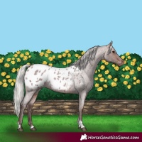 Horse Color:Silver Bay Roan Tobiano Appaloosa 