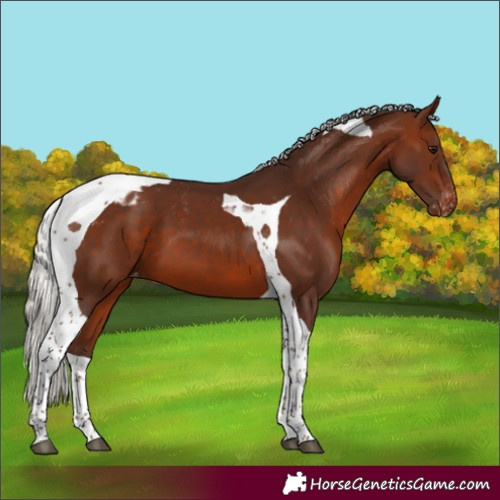 Horse Color:Silver Brown Tobiano Blanket