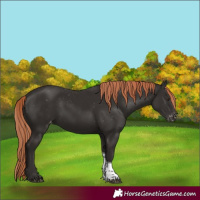 Horse Color:Liver Chestnut Tobiano Varnish 