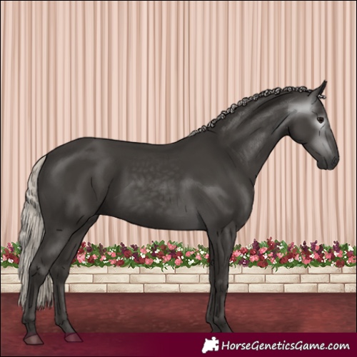 Horse Color:Gray Silver Black 