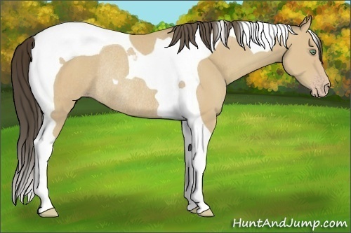 Horse Color:Amber Cream Champagne Tobiano Rabicano 