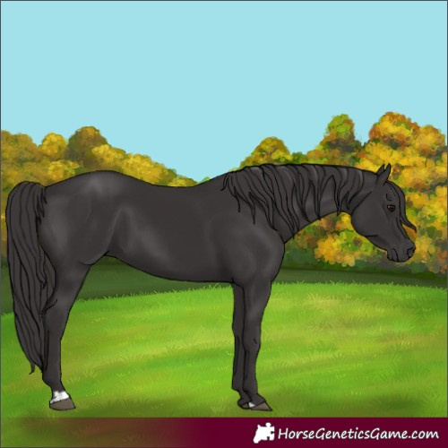 Horse Color:Smoky Black and Smoky Black