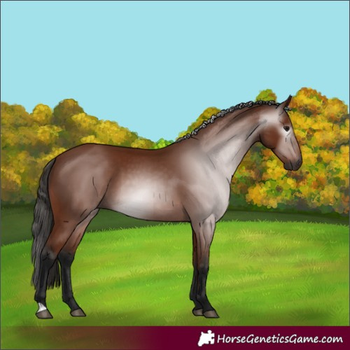 Horse Color:Gray Bay 
