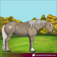 Horse Color:Silver Smoky Black 