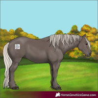 Horse Color:Silver Black Rabicano 
